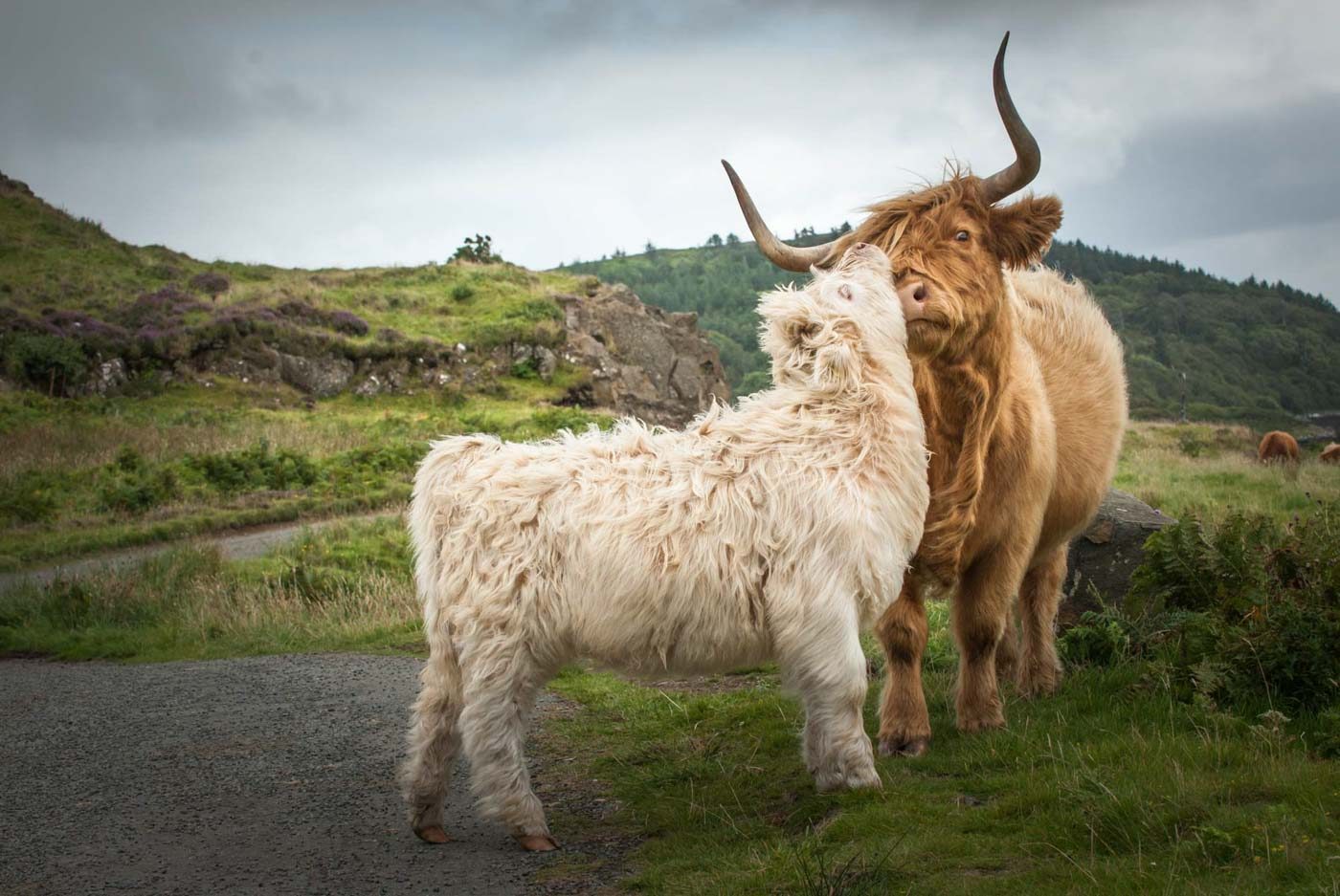 Highland Cattles Family Schottland Isle of Skye
