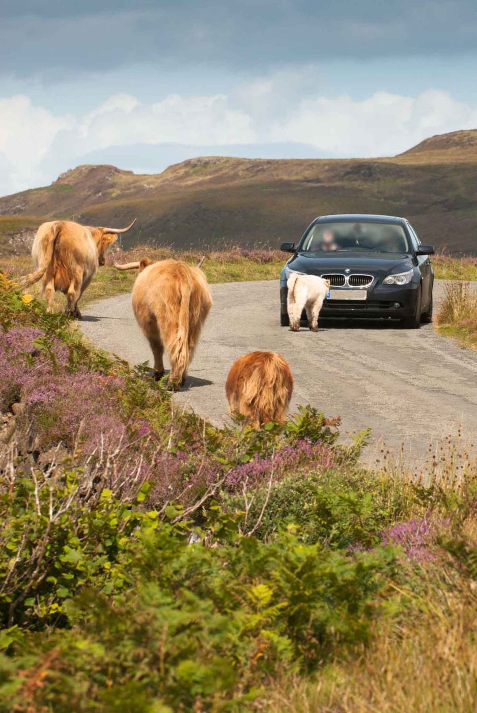 Highland Cattles vor einem Auto auf der Isle of Skye