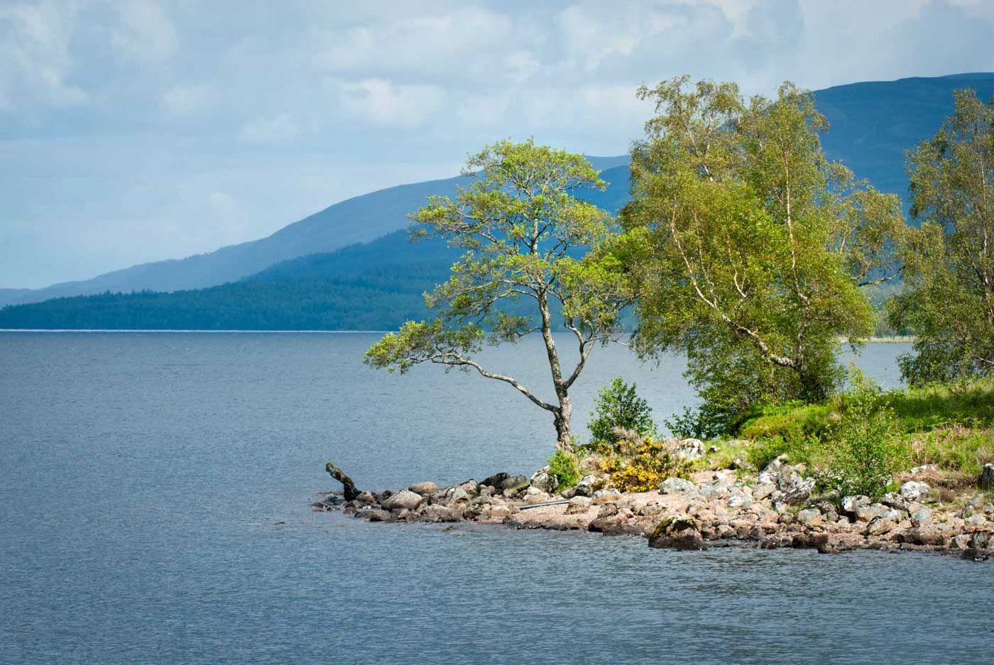 Baumgruppe auf einer Landzunge im Loch Rannoch Schottland
